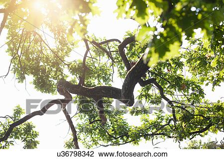 Stock Image - Low angle backlit detail of oak tree. Fotosearch