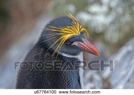 Macaroni Penguin (Eudyptes chrysolophus) close-up, Falkland Islands View Large Photo Image Stock Image - Macaroni Penguin (Eudyptes chrysolophus) close-up, Falkland Islands. Fotosearch
