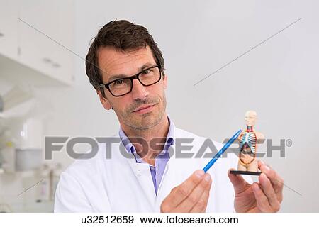 Male scientist holding up miniature anatomical model View Large Photo Image Stock Photo - Male scientist holding up miniature anatomical model. Fotosearch