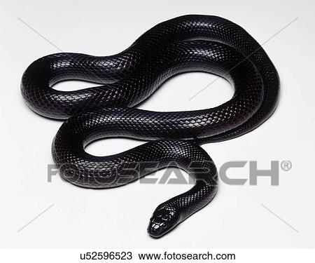 Stock Image - Mexican Black Kingsnake (Lampropeltis getula nigrita), studio shot. Fotosearch