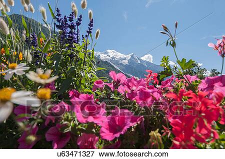 Mont Blanc, Chamonix, France View Large Photo Image Stock Photo - Mont Blanc, Chamonix, France. Fotosearch