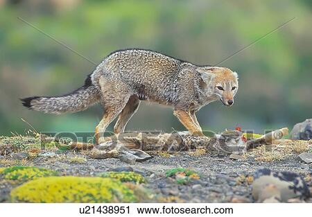 Patagonian fox defending prey View Large Photo Image Stock Image - Patagonian fox defending prey. Fotosearch