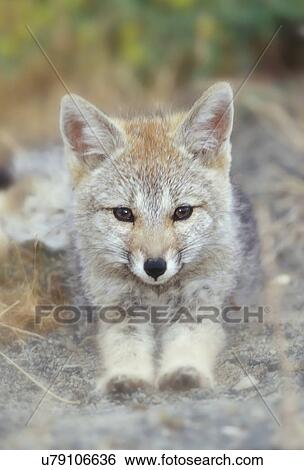 Patagonian fox, portrait View Large Photo Image Stock Photograph - Patagonian fox, portrait. Fotosearch