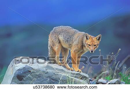 Stock Image - Patagonian red fox (Dusicyon culpaeus), standing on rock, Torres del Paine National Park, Patagonia, Chile. Fotosearch