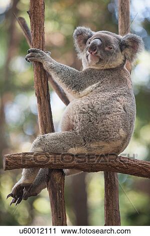 Portrait of relaxed koala bear, Lone Pine Sanctuary, Brisbane, Australia View Large Photo Image Stock Image - Portrait of relaxed koala bear, Lone Pine Sanctuary, Brisbane, Australia. Fotosearch