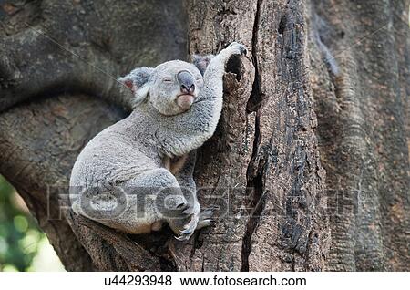 Portrait of sleeping koala bear, Lone Pine Sanctuary, Brisbane, Australia View Large Photo Image Stock Photo - Portrait of sleeping koala bear, Lone Pine Sanctuary, Brisbane, Australia. Fotosearch