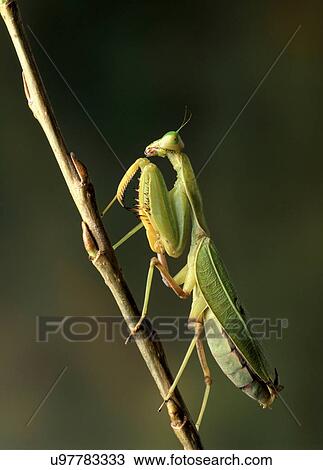 Stock Image - Praying Mantis on a branch. Fotosearch