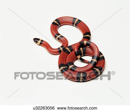 Pueblan Milk Snake (Lampropeltis trangulum campbelli), studio shot View Large Photo Image Stock Photograph - Pueblan Milk Snake (Lampropeltis trangulum campbelli), studio shot. Fotosearch