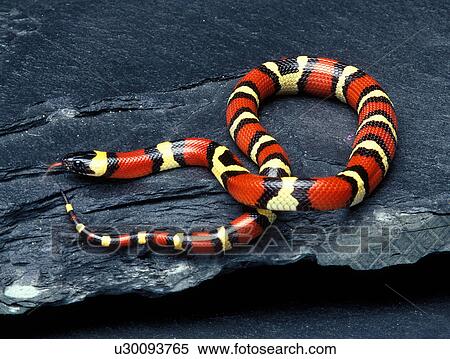 Pueblan Milk Snake (Lampropeltis triangulum campbelli) View Large Photo Image Stock Photography - Pueblan Milk Snake (Lampropeltis triangulum campbelli). Fotosearch