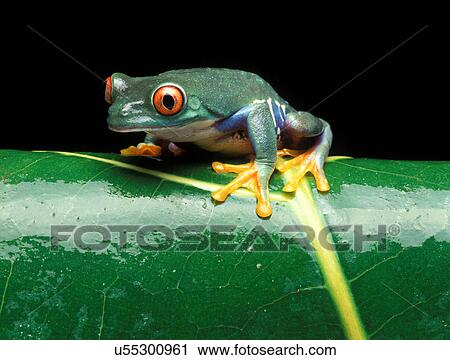 Stock Image - Red-eyed tree frog on a leaf. Fotosearch