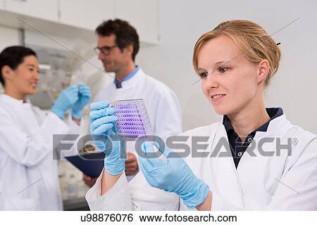 Stock Photograph - Scientist with 96-well microtiter plate with crystal violet solution to examine toxicity. Fotosearch