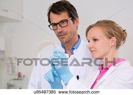 Scientists examining bacterial growth/plaques in petri dish View Large Photo Image Stock Photography - Scientists examining bacterial growth/plaques in petri dish. Fotosearch