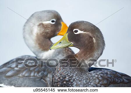 Steamer duck (Tachyeres brachypterus) pair, Falkland Islands View Large Photo Image Stock Photography - Steamer duck (Tachyeres brachypterus) pair, Falkland Islands. Fotosearch