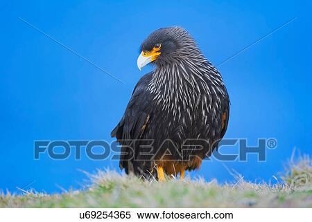 Stock Photography - Striated Caracara (Phalcoboenus australis), Falkland Islands. Fotosearch