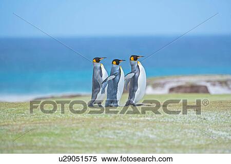 Stock Photography - Three King penguins (Aptenodytes patagonicus) walking together, Falkland Islands. Fotosearch