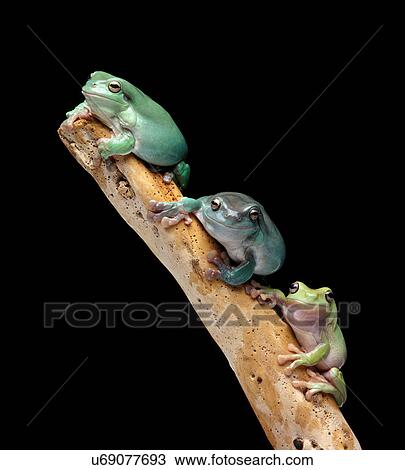 Three tree frogs on a branch View Large Photo Image Stock Image - Three tree frogs on a branch. Fotosearch