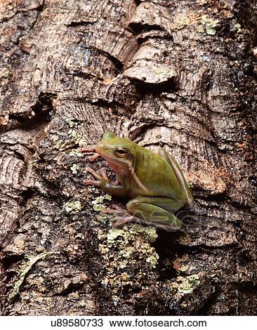 Tree frog on bark View Large Photo Image Stock Image - Tree frog on bark. Fotosearch