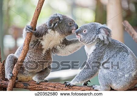 Two koala bears on branch, Lone Pine Sanctuary, Brisbane, Australia View Large Photo Image Stock Image - Two koala bears on branch, Lone Pine Sanctuary, Brisbane, Australia. Fotosearch