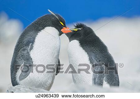 Two Rockhopper penguins (Eudyptes chrysocome chrysocome) in an affectionate mood, Falkland Islands View Large Photo Image Stock Photo - Two Rockhopper penguins (Eudyptes chrysocome chrysocome) in an affectionate mood, Falkland Islands. Fotosearch