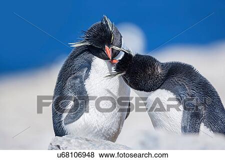Two Rockhopper penguins (Eudyptes chrysocome chrysocome) in an affectionate mood, Falkland Islands View Large Photo Image Stock Photo - Two Rockhopper penguins (Eudyptes chrysocome chrysocome) in an affectionate mood, Falkland Islands. Fotosearch