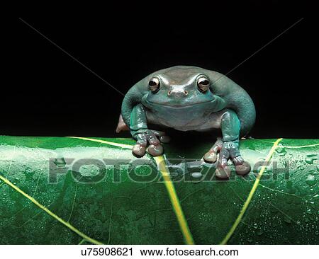 Stock Image - White's Tree Frog/ Australian Green Tree Frog ((Litoria caerulea) on a leaf. Fotosearch
