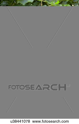 Stock Photo - Woman peering out of tree house. Fotosearch