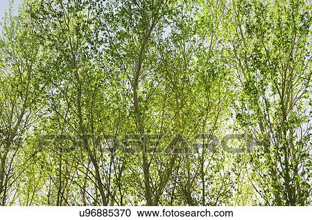 Backlit trees View Large Photo Image Stock Image - Backlit trees. Fotosearch