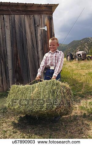 Boy collecting hay View Large Photo Image Stock Image - Boy collecting hay . Fotosearch