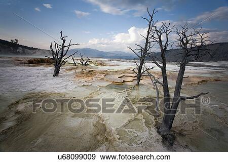 Stock Photo - Canary Spring. Fotosearch