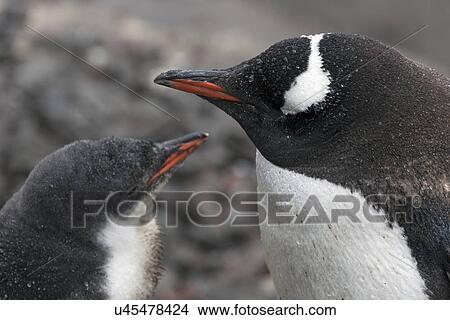Close up of Gentoo Penguin with young View Large Photo Image Picture - Close up of Gentoo Penguin with young. Fotosearch