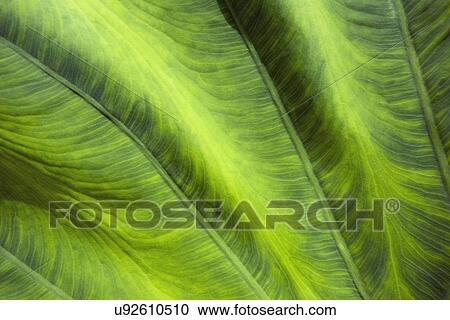 Stock Image - Close-up of leaf. Fotosearch