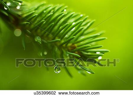 Stock Image - Coniferous branch with dew. Fotosearch