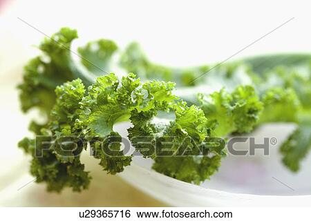 Detail of lettuce leaf View Large Photo Image Stock Photograph - Detail of lettuce leaf. Fotosearch