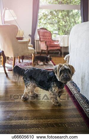 Stock Image - Dog in bedroom . Fotosearch