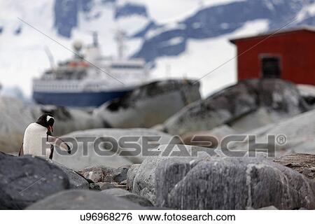 Stock Photograph - Gentoo Penguin perching on rocks. Fotosearch