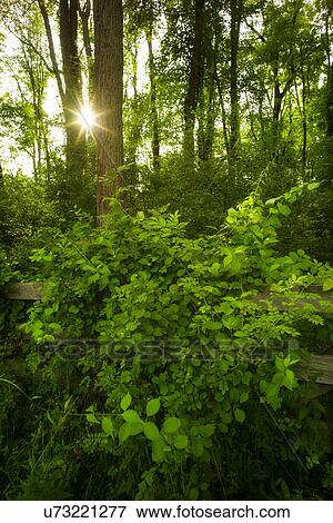 Green forest at sunrise View Large Photo Image Stock Photo - Green forest at sunrise. Fotosearch