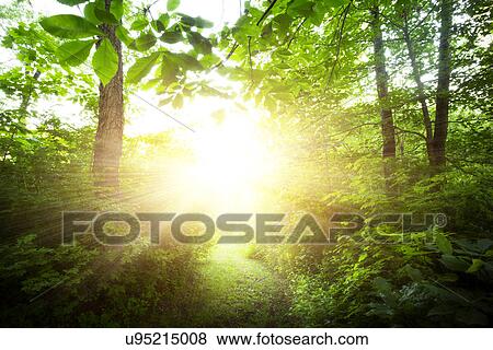 Green forest at sunrise View Large Photo Image Stock Photo - Green forest at sunrise. Fotosearch