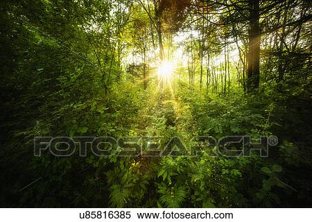 Green forest at sunrise View Large Photo Image Stock Photography - Green forest at sunrise. Fotosearch