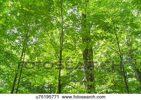 Green forest View Large Photo Image Stock Image - Green forest. Fotosearch