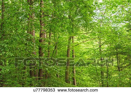 Stock Image - Green trees. Fotosearch