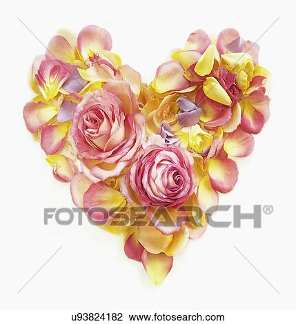 Heart made of rose petals View Large Photo Image Stock Image - Heart made of rose petals. Fotosearch