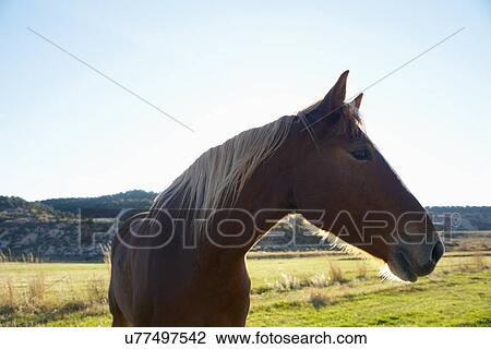 Horse on field View Large Photo Image Stock Image - Horse on field. Fotosearch
