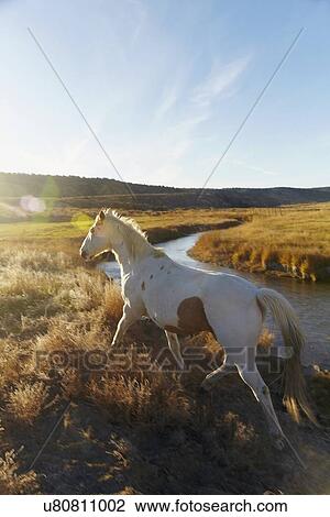 Stock Image - Horse on field. Fotosearch