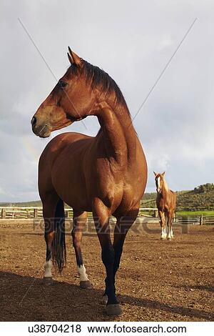 Horses on field View Large Photo Image Stock Photo - Horses on field. Fotosearch
