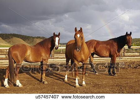 Horses on field View Large Photo Image Stock Photo - Horses on field. Fotosearch