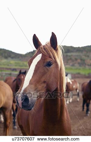 Stock Photo - Horses on field. Fotosearch