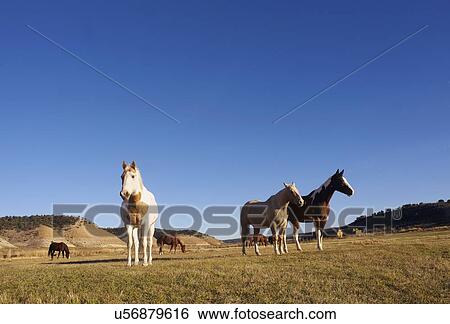 Stock Photograph - Horses on field. Fotosearch