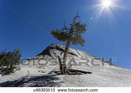 Stock Image - Lone tree. Fotosearch