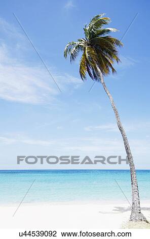 Stock Image - Palm tree on beach. Fotosearch