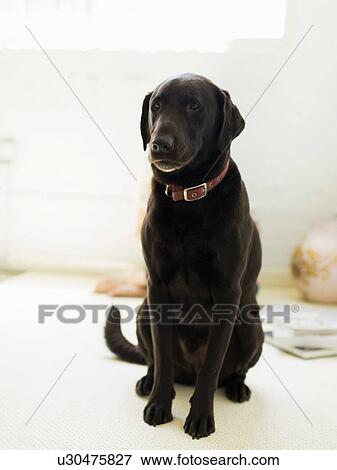 Portrait of chocolate labrador View Large Photo Image Stock Photo - Portrait of chocolate labrador. Fotosearch
